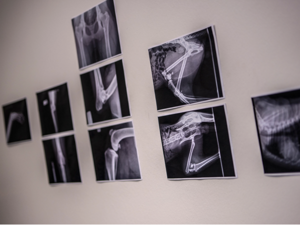 Billede fra røntgen